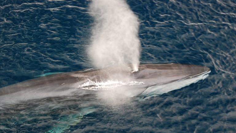 Know whales closely!