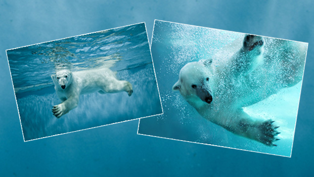 Polar Bears