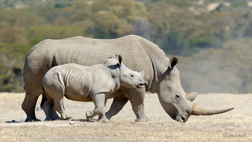 White Rhinoceros