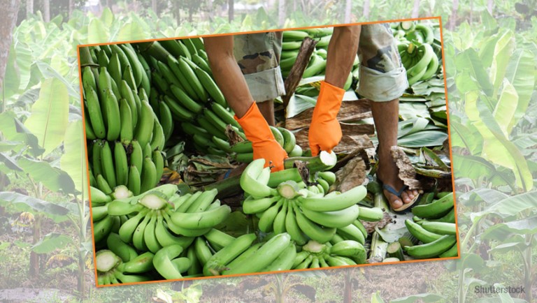 Which country is the largest producer of bananas in the world?