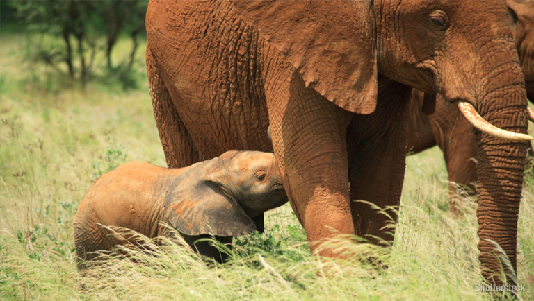 Longest gestation periods in the animal kingdom