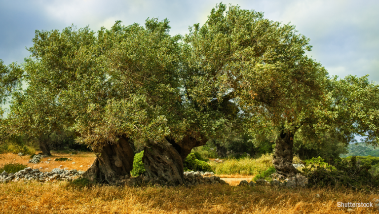 Trees that can live for 1,000 years