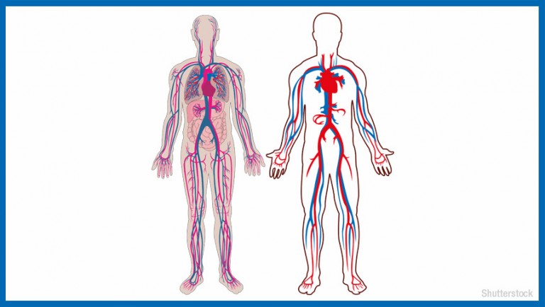 1,00,000 miles of blood vessels in the human body