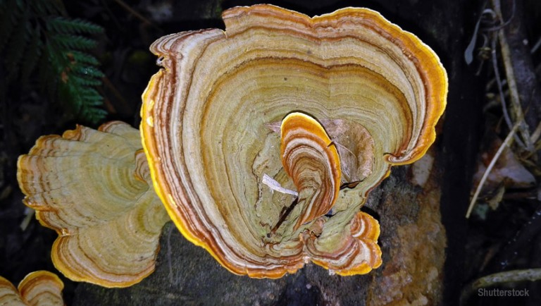 Are fungi plants, animals or neither?