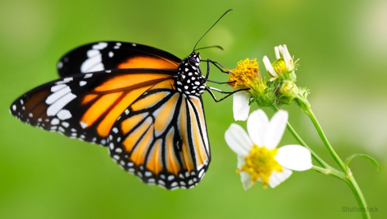 The relation between butterflies and climate change
