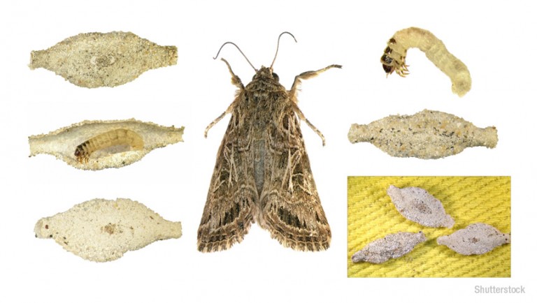 What makes case moth caterpillars unique?