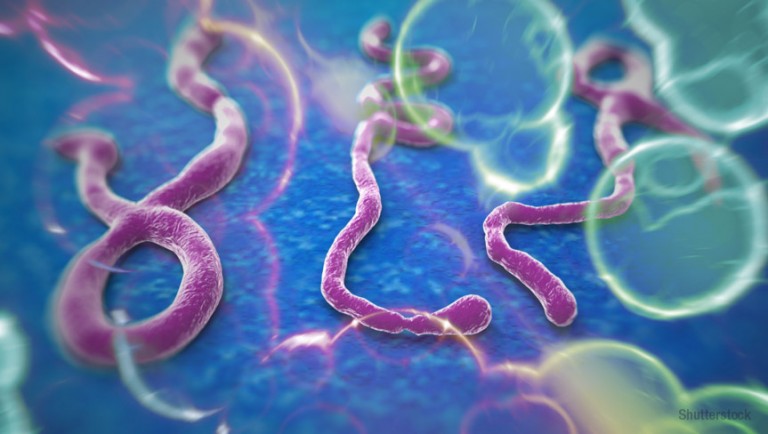 Fatality of the Ebola virus