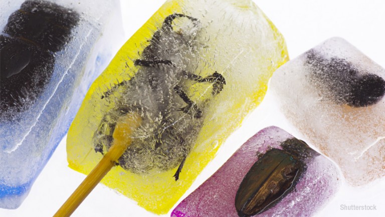What is entomophagy?