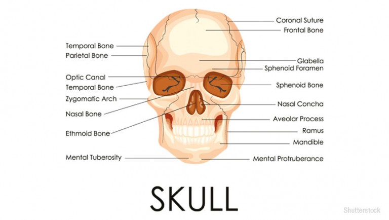 What is the area between the eyebrows called?