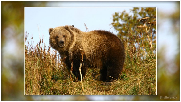 The world’s largest brown bear