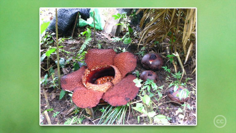 The world’s largest flower Rafflesia arnoldii stinks
