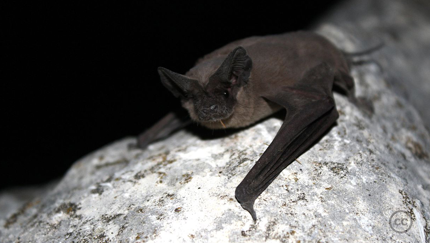 Mexican free-tailed bat