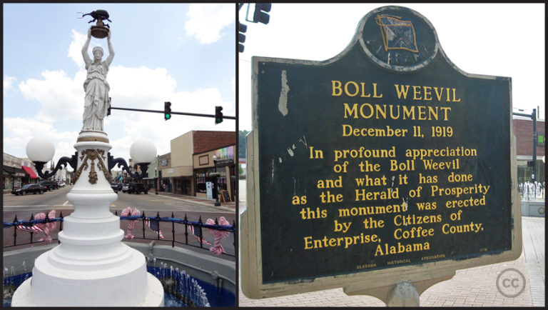 Praising the pest: The Boll Weevil Monument