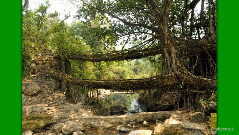 Routes off roots: Living root bridges of Meghalaya