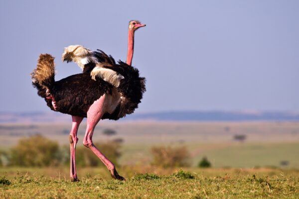 Which is the fastest running bird?