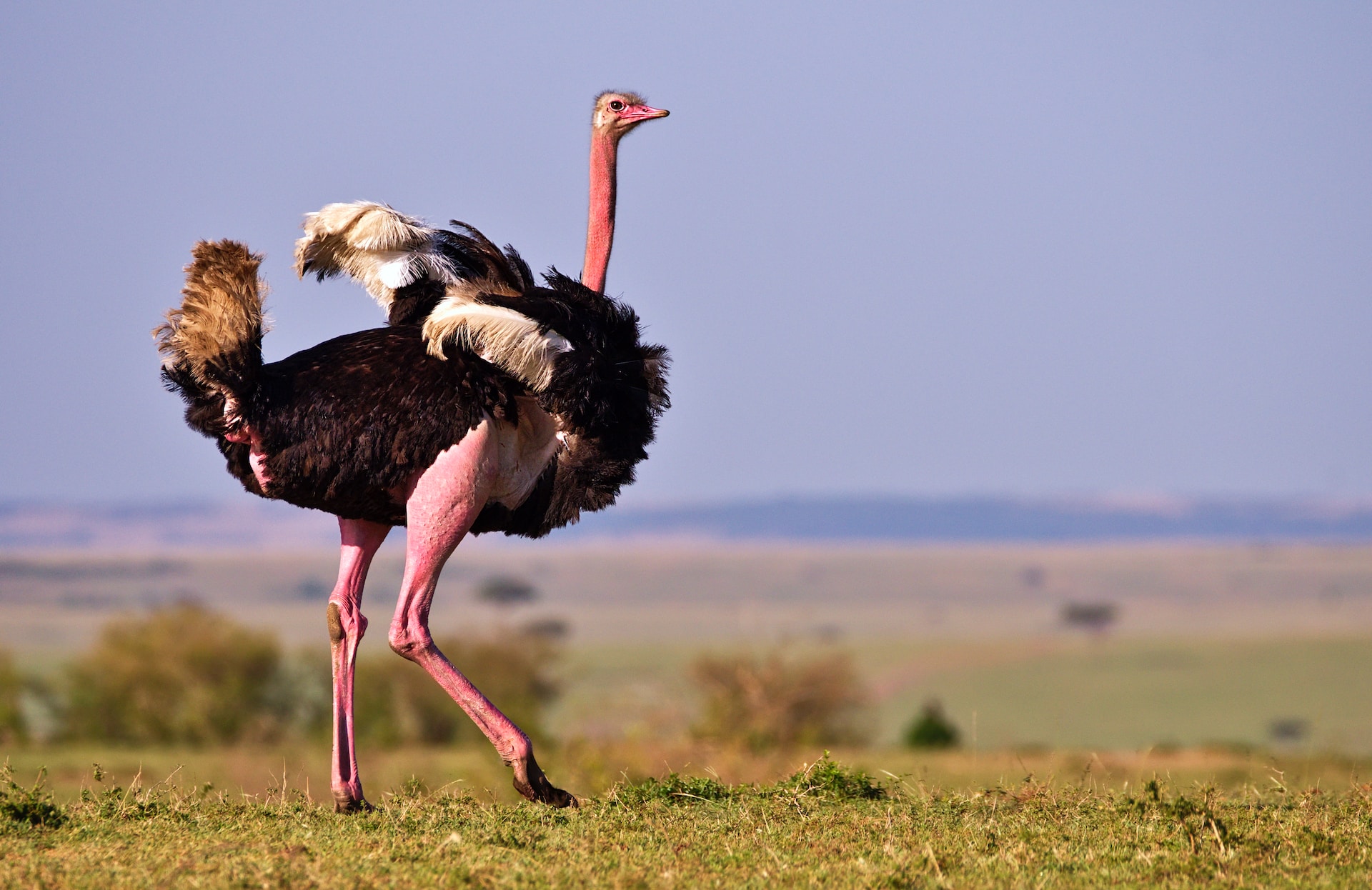 Which is the fastest running bird?